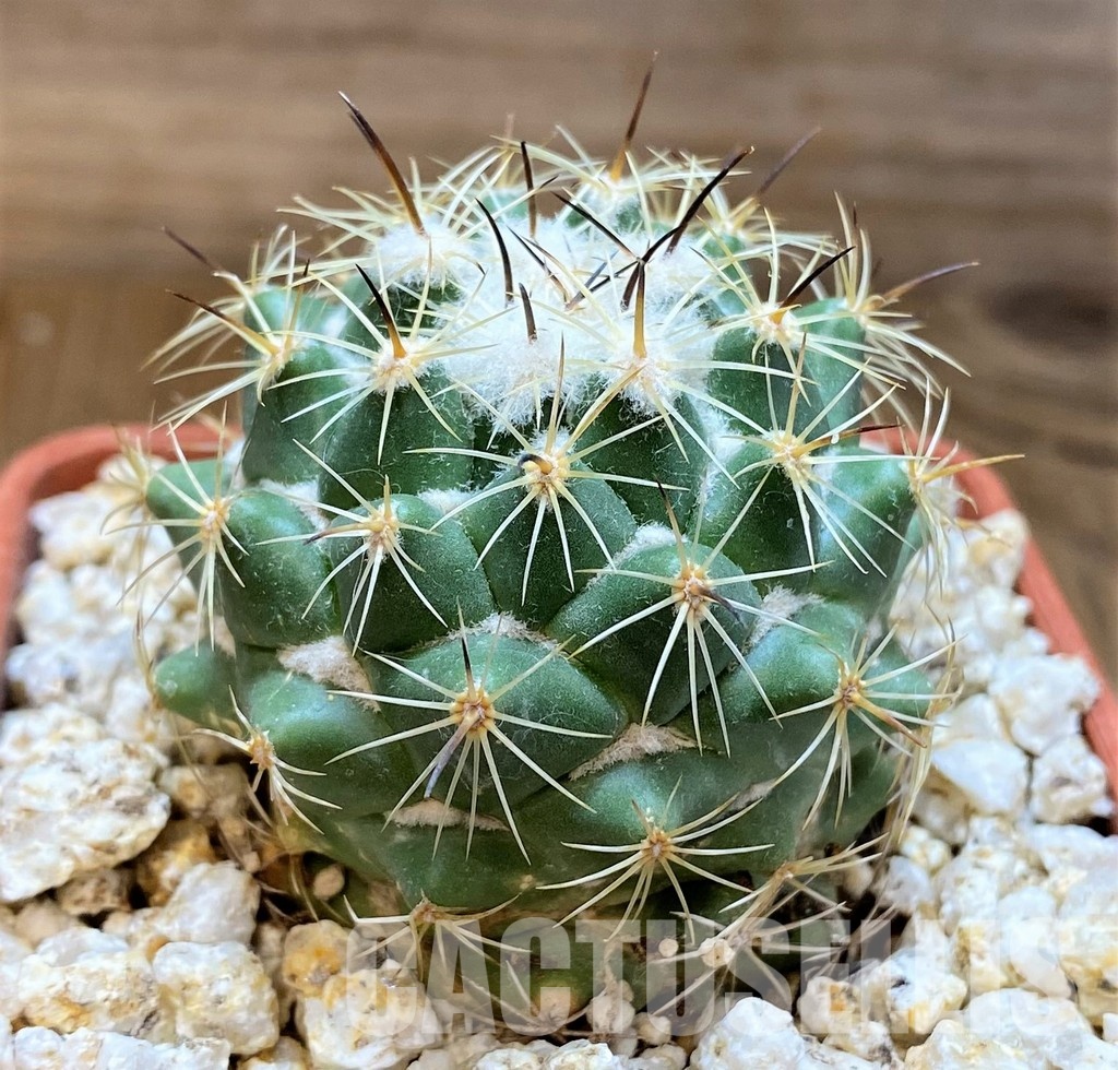 YAR31984 Coryphantha durangensis - Image 2