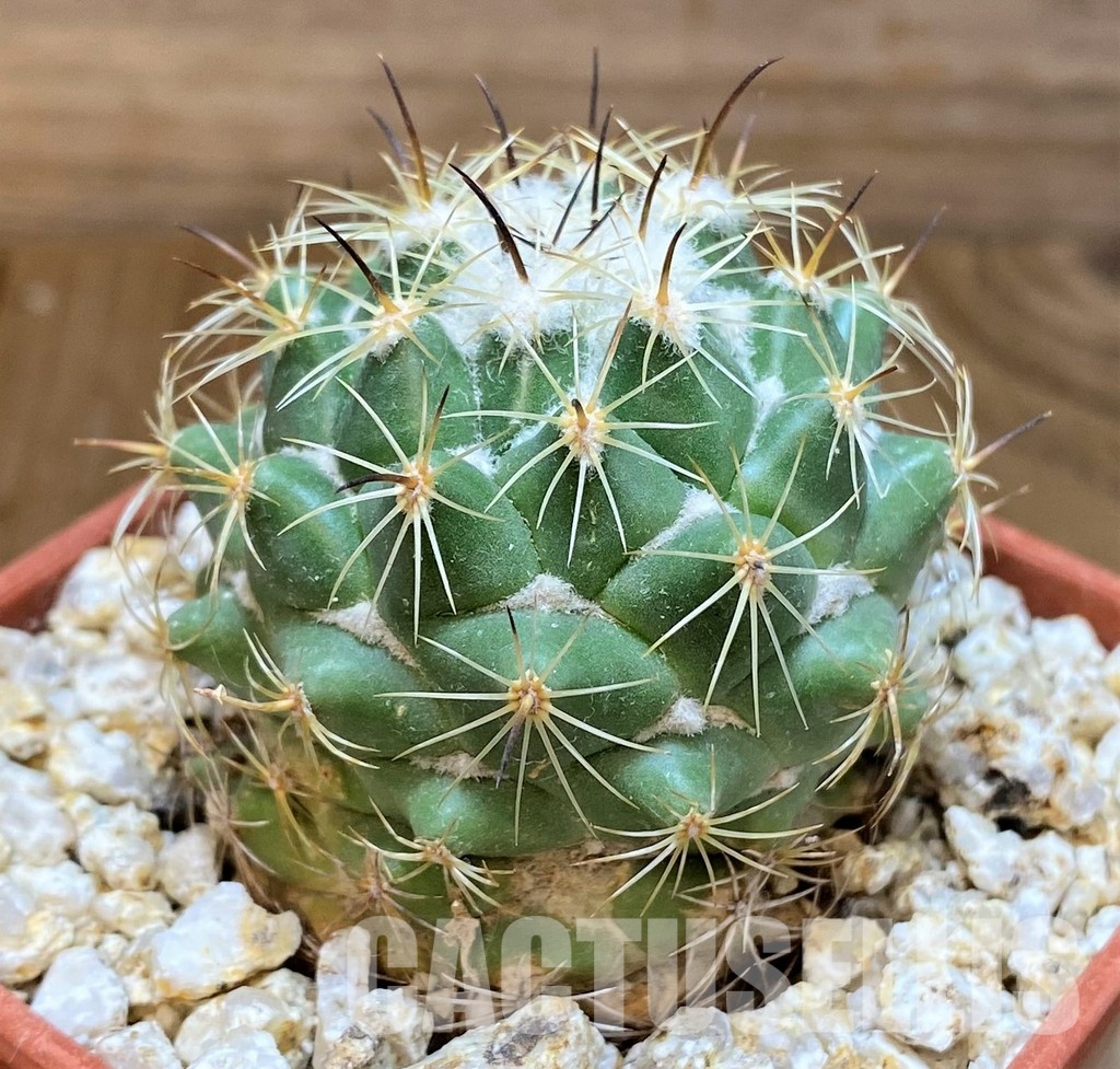 YAR31984 Coryphantha durangensis - Image 3