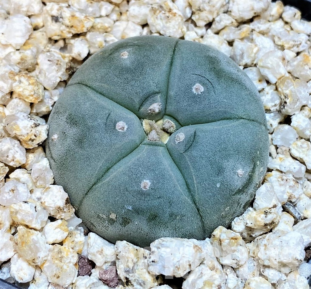 YAR31986 Anhalonium VZD020