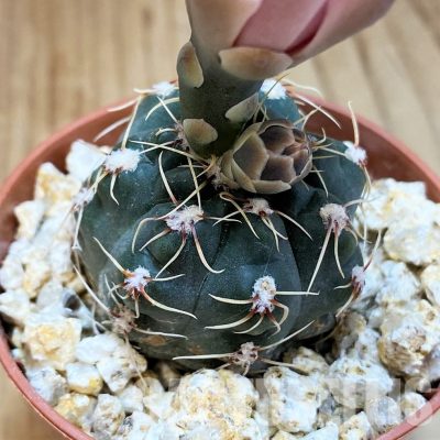YAR32228 Gymnocalycium baldianum