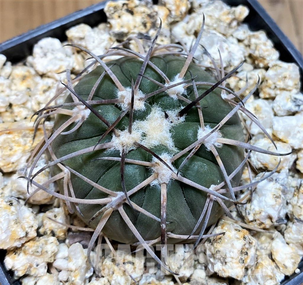 YAR32234 Gymnocalycium spegazzinii KPP2058 - Image 2
