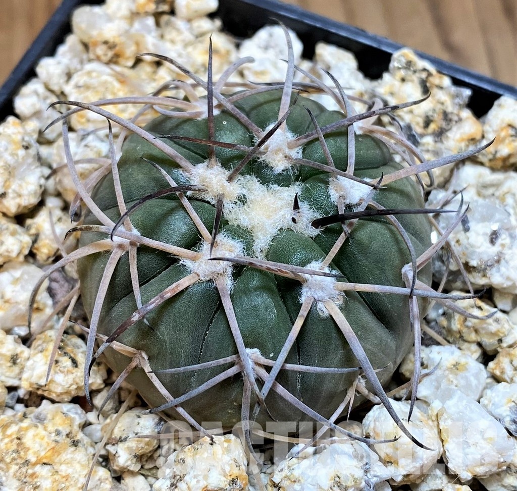 YAR32234 Gymnocalycium spegazzinii KPP2058