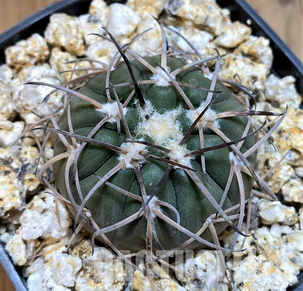 YAR32234 Gymnocalycium spegazzinii KPP2058 - Image 3