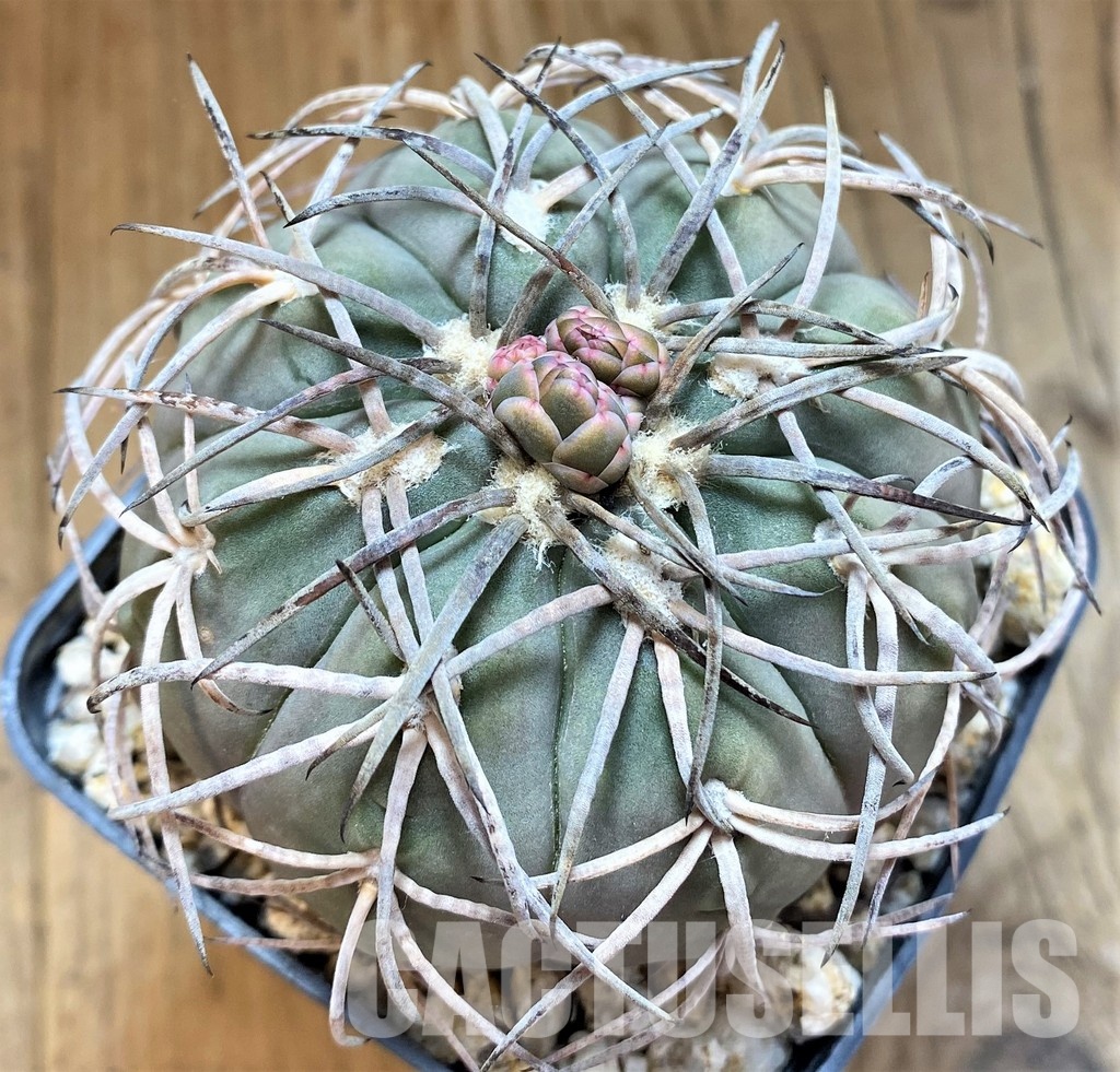 YAR32237 Gymnocalycium spegazzinii LF130 -Santa Maria-