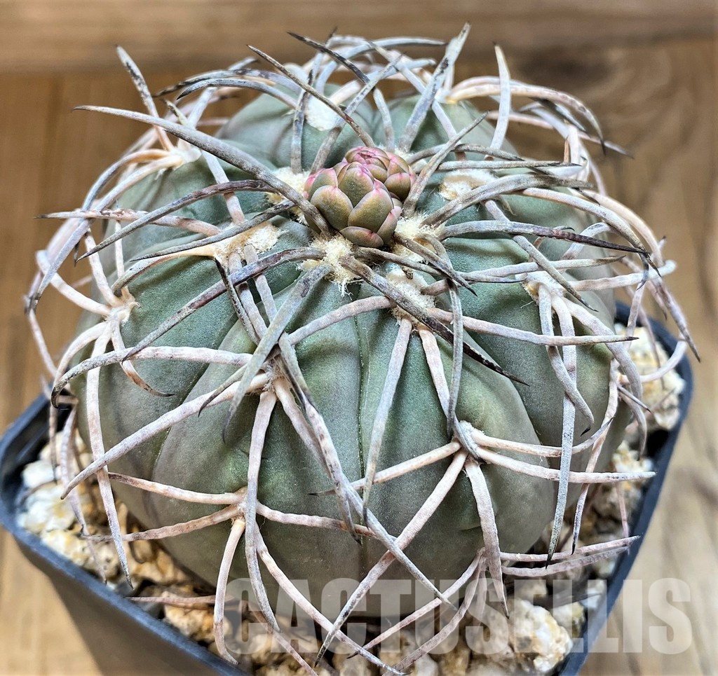YAR32237 Gymnocalycium spegazzinii LF130 -Santa Maria- - Image 2