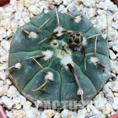 YAR32573 Gymnocalycium vatteri
