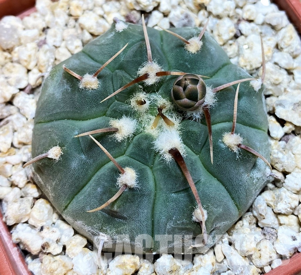 YAR32573 Gymnocalycium vatteri