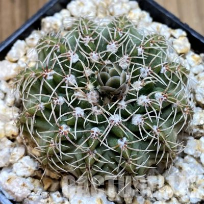 YAR32577 Gymnocalycium stellatum v. albispinum