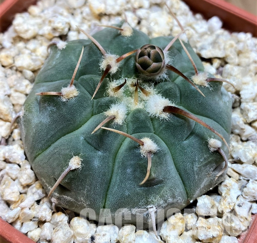 YAR32573 Gymnocalycium vatteri - Image 3