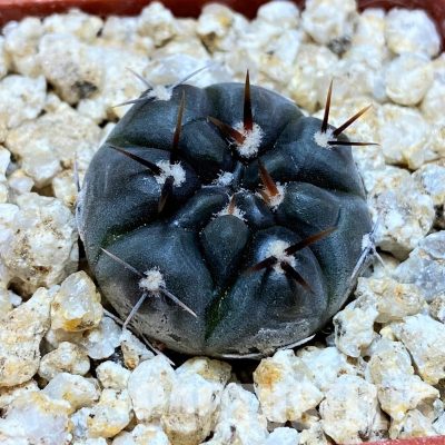 YAR32579 Gymnocalycium esperanzae VG1306