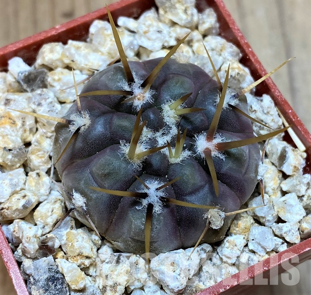 YAR32580 Gymnocalycium borthii ssp. nogolense VG684 - Image 3