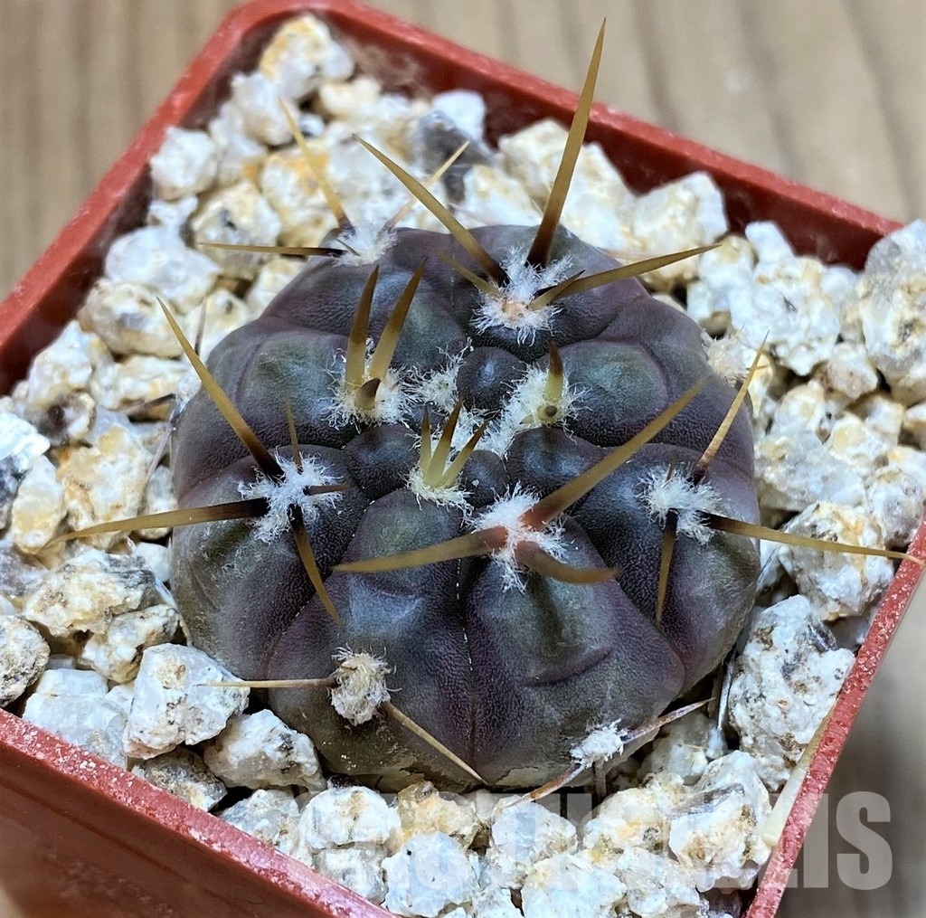 YAR32580 Gymnocalycium borthii ssp. nogolense VG684 - Image 2