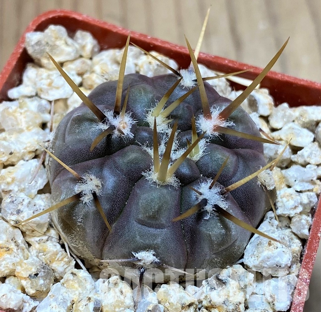 YAR32580 Gymnocalycium borthii ssp. nogolense VG684