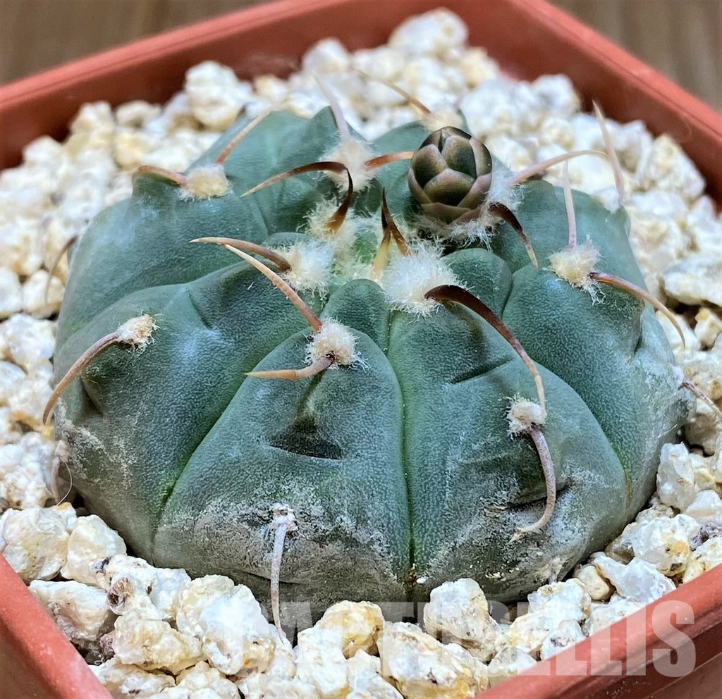 YAR32573 Gymnocalycium vatteri - Image 2