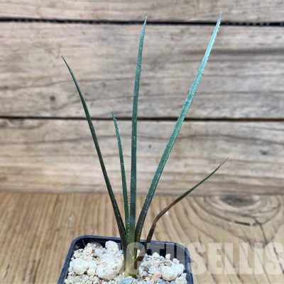 YAR32590 Aloe pronkii