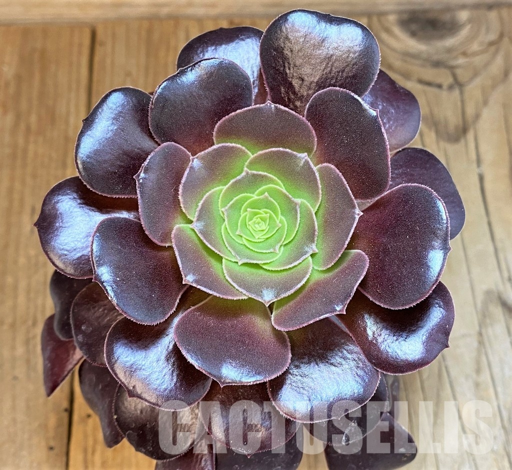 SH32824 Aeonium 'Arboretum Velour'