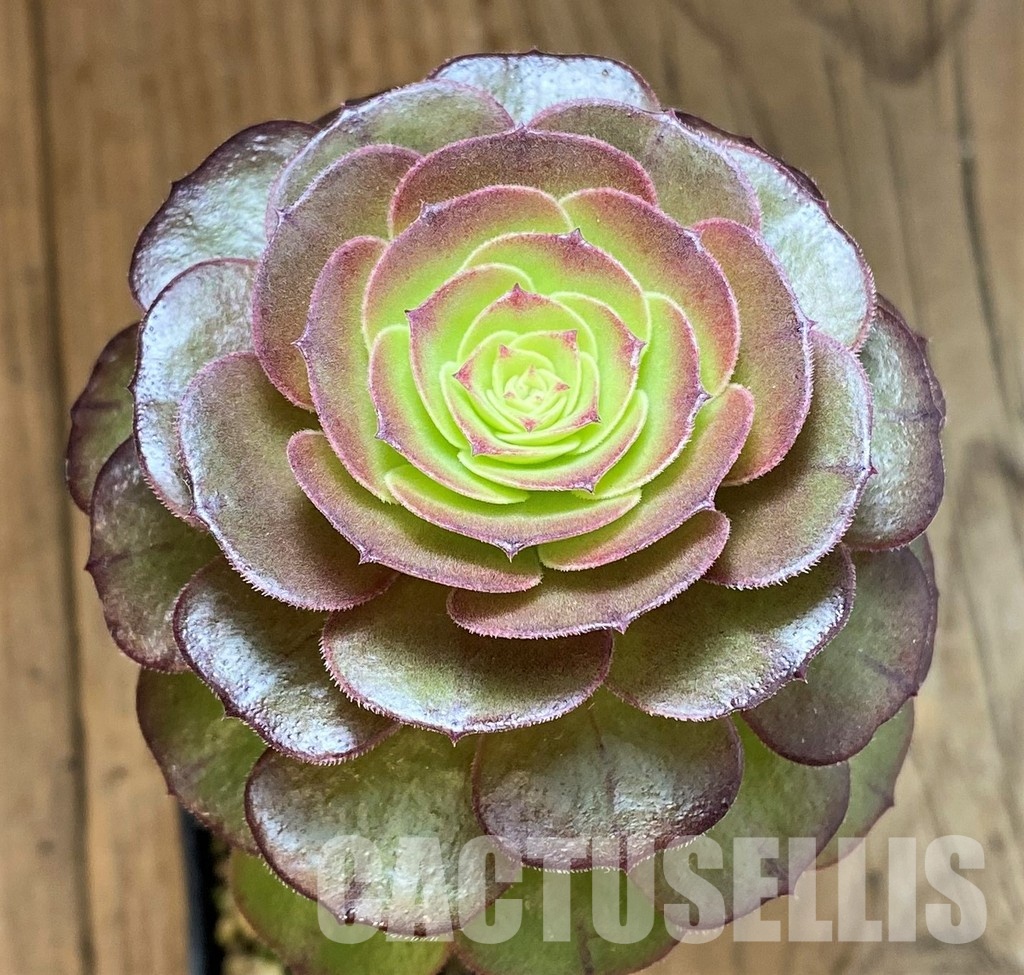 SH32831 Aeonium 'Madeira Rose'
