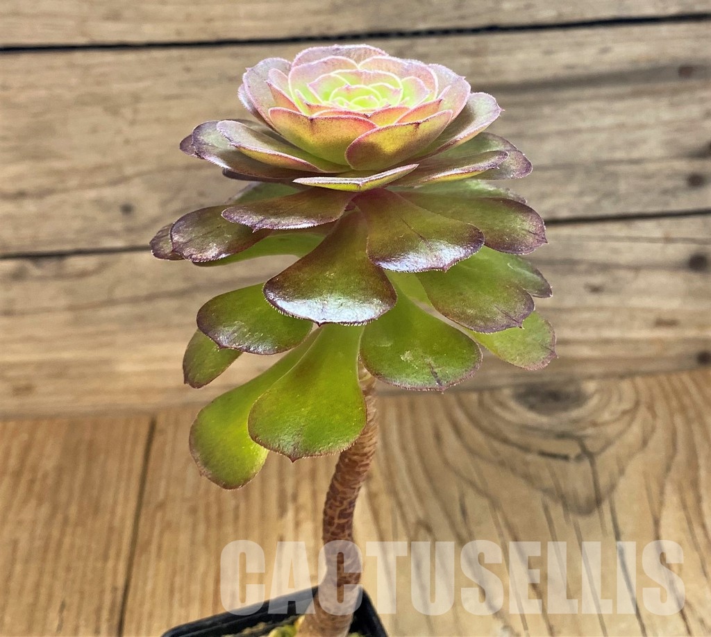 SH32831 Aeonium 'Madeira Rose' - Image 2