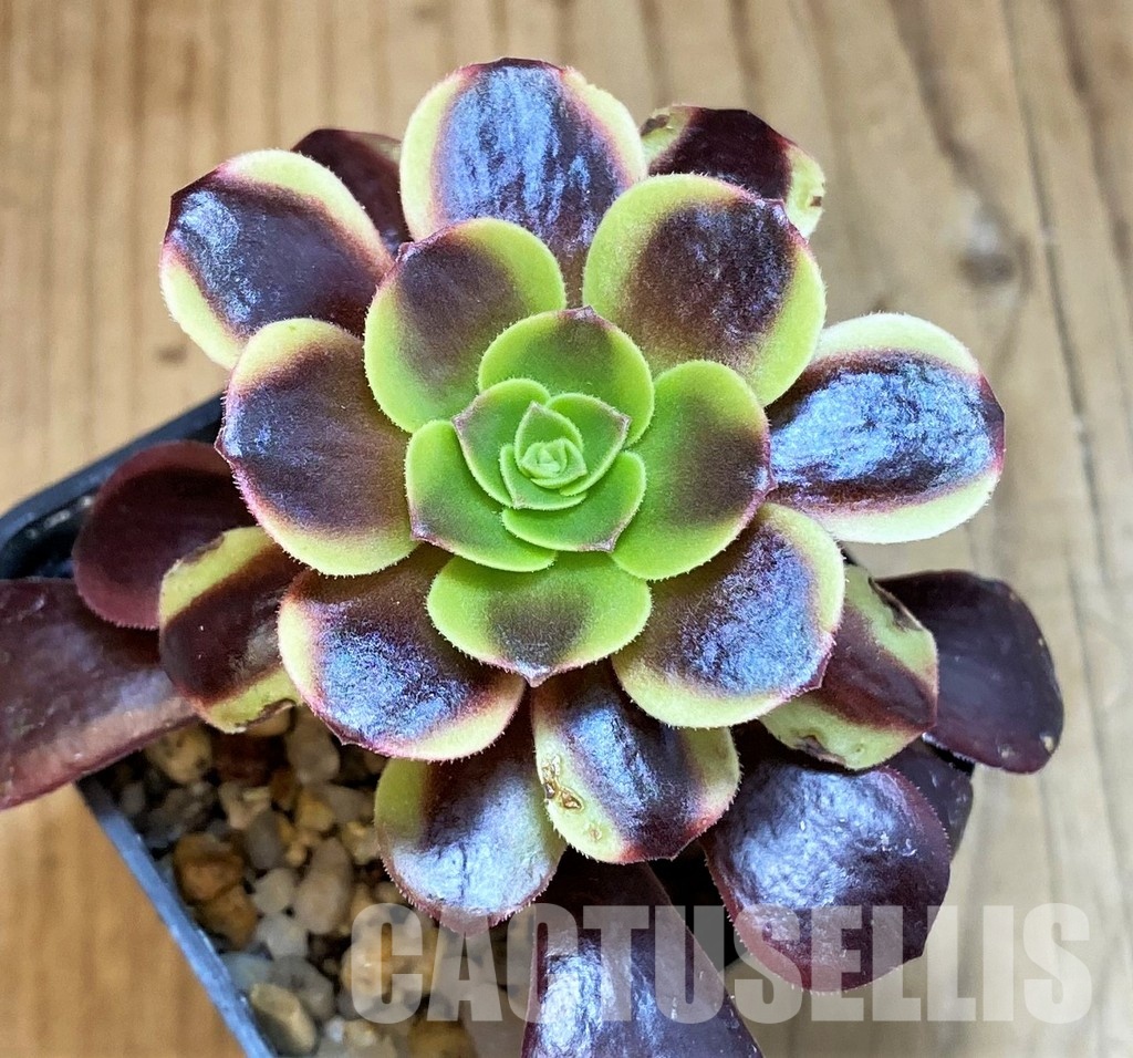 SH32832 Aeonium 'Superbang'