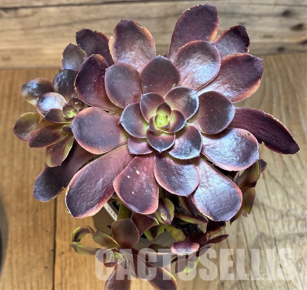 SH32833 Aeonium ‘Superbang’