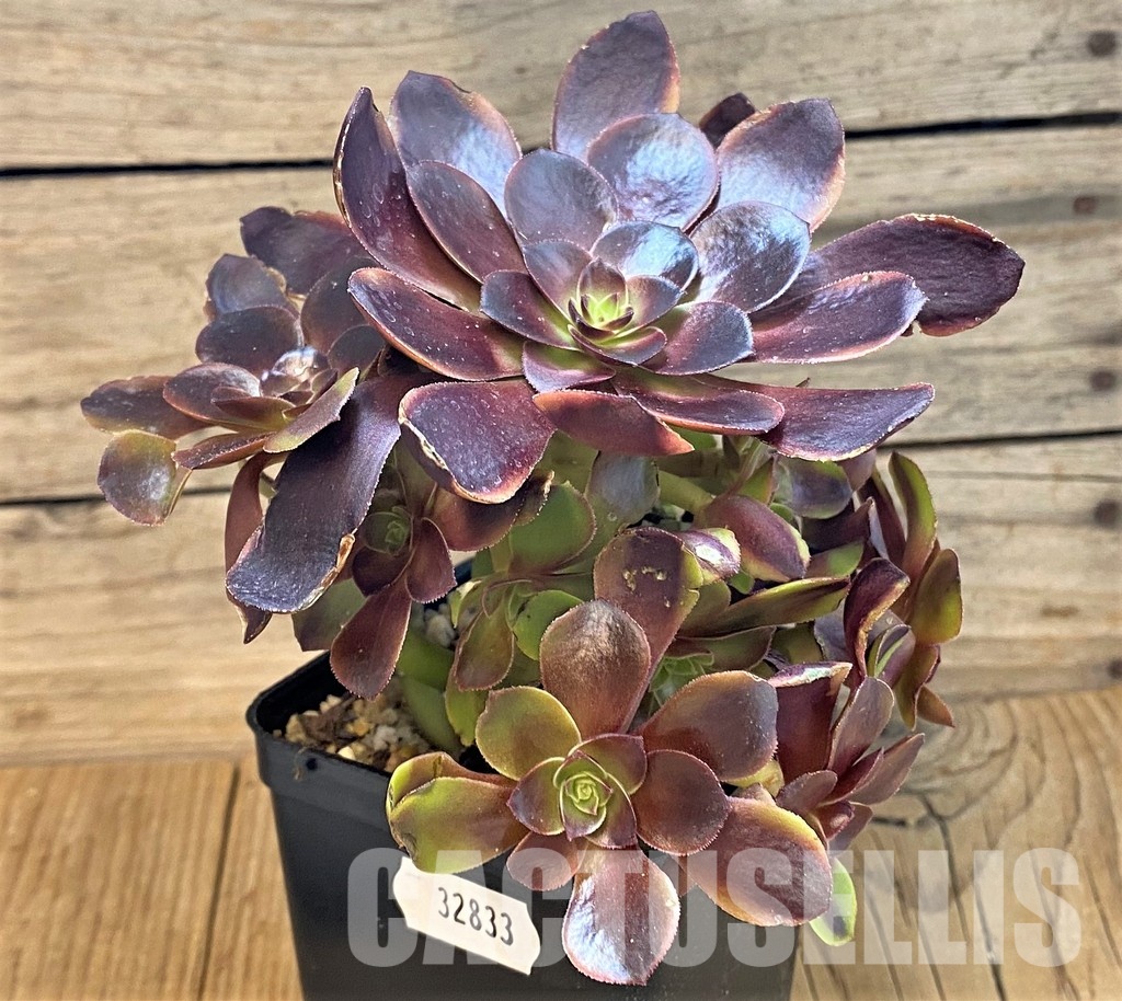 SH32833 Aeonium ‘Superbang’ - Image 2