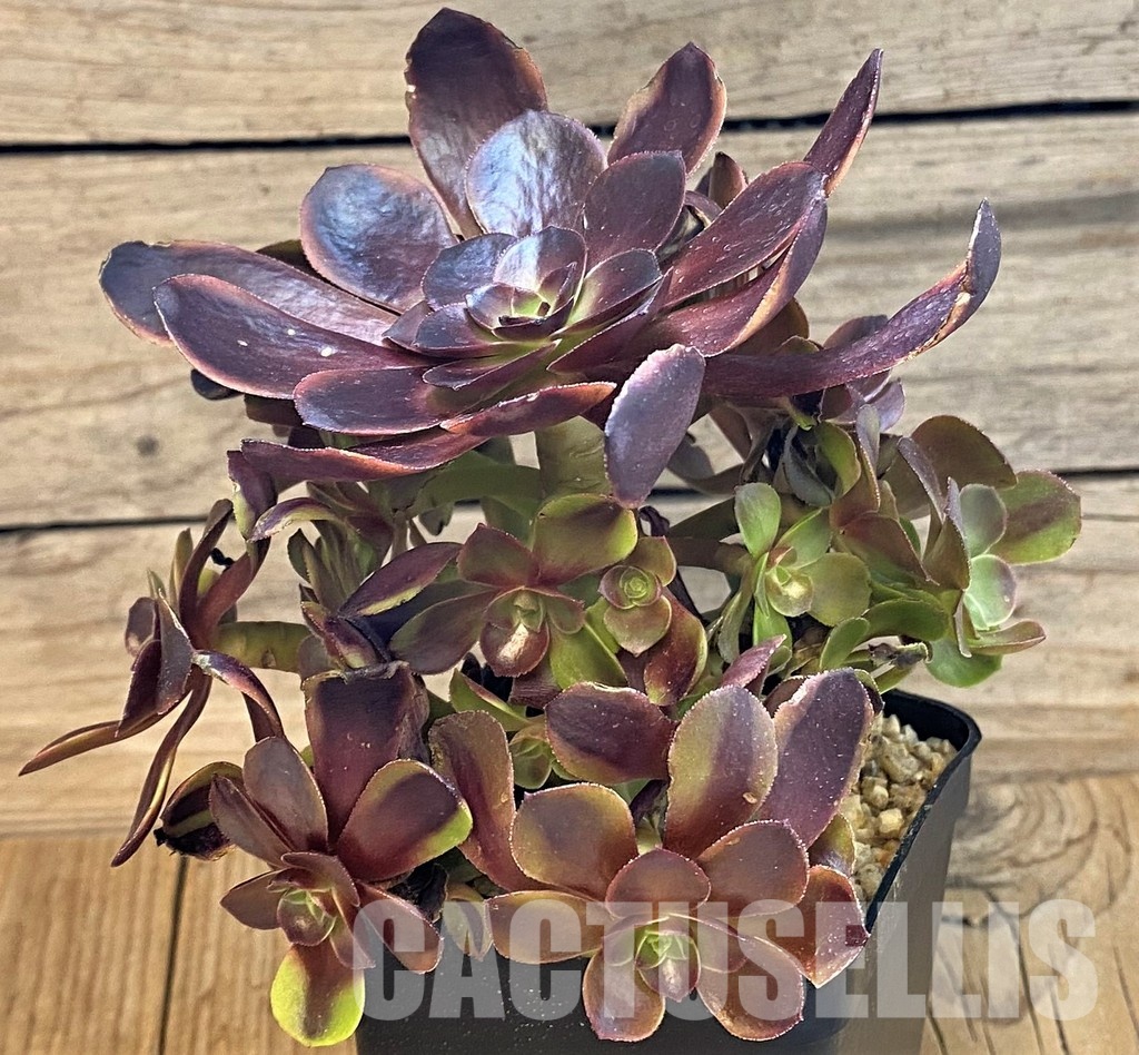 SH32833 Aeonium ‘Superbang’ - Image 3