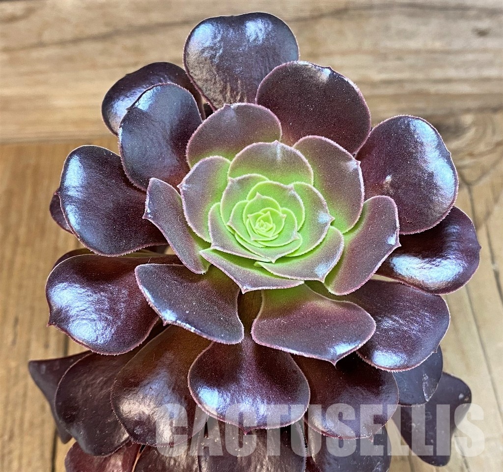 SH32824 Aeonium 'Arboretum Velour' - Image 2