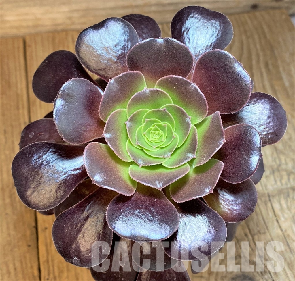 SH32825 Aeonium 'Arboretum Velour'