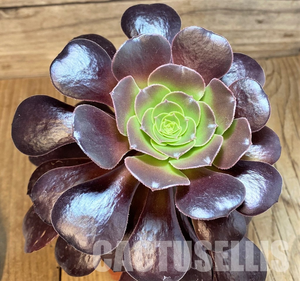 SH32825 Aeonium 'Arboretum Velour' - Image 2