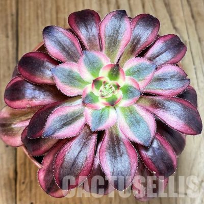 SH32826 Aeonium ‘Medusa’