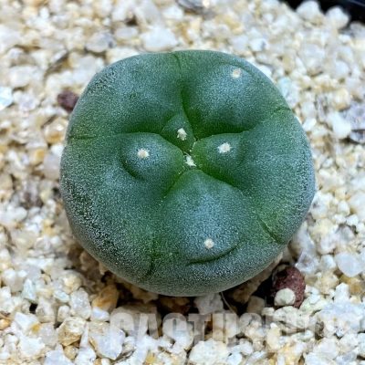 YAR24305 Anhalonium fricii MK27.82, seedling