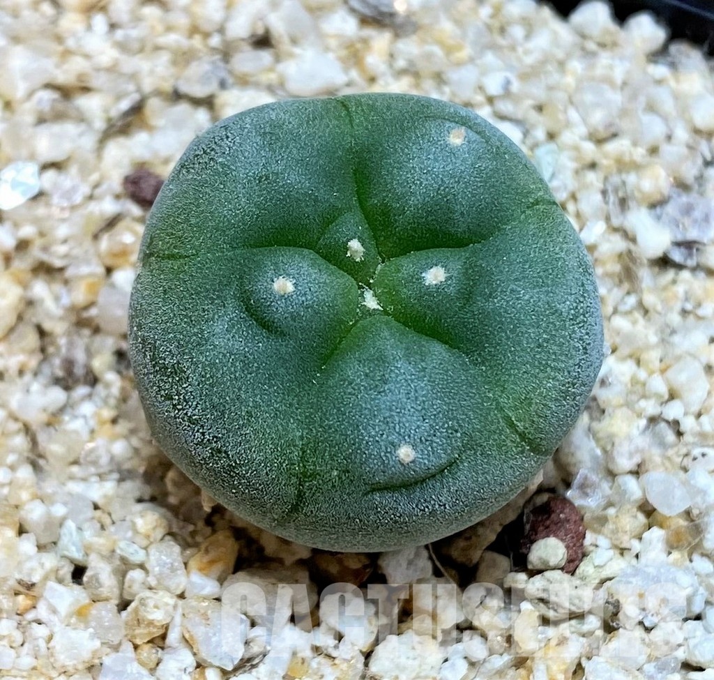 YAR24305 Anhalonium fricii MK27.82, seedling
