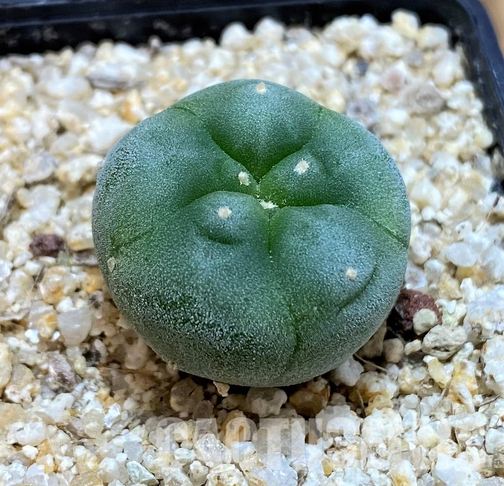 YAR24305 Anhalonium fricii MK27.82, seedling - Image 2