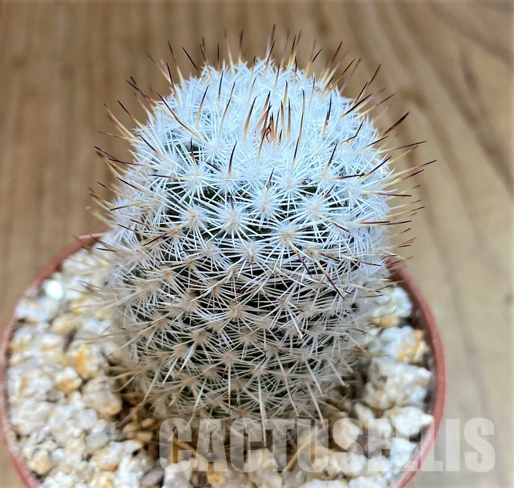 YAR32925 Mammillaria elegans - Image 2