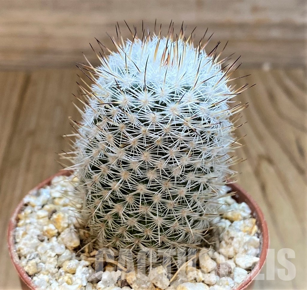 YAR32925 Mammillaria elegans - Image 3