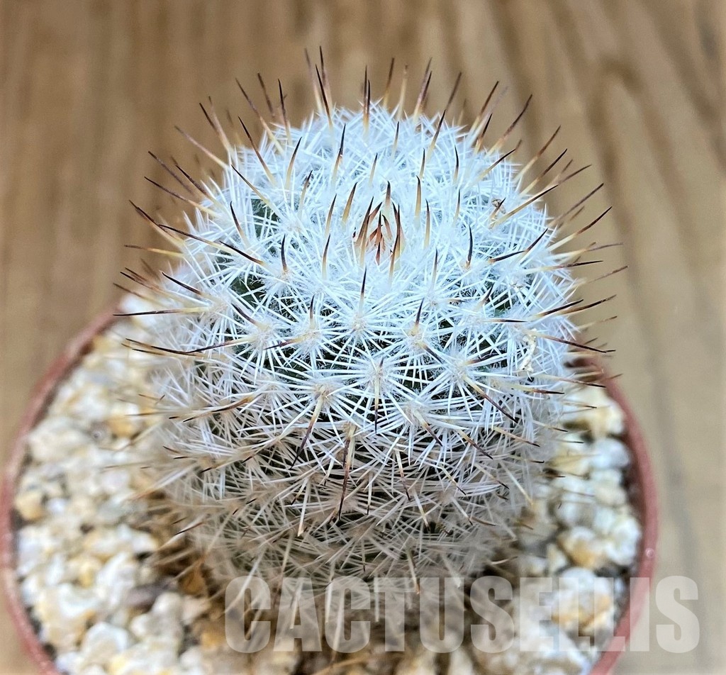 YAR32925 Mammillaria elegans