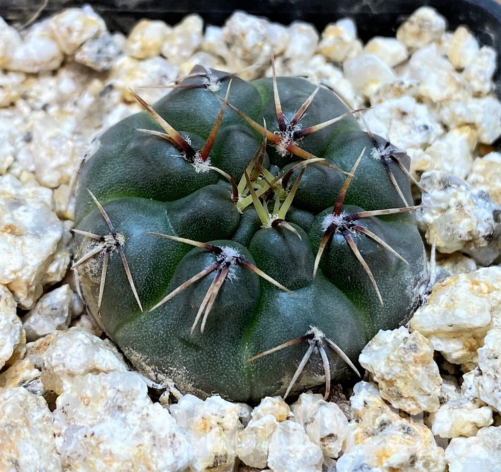 YAR32927 Gymnocalycium robustum VG345