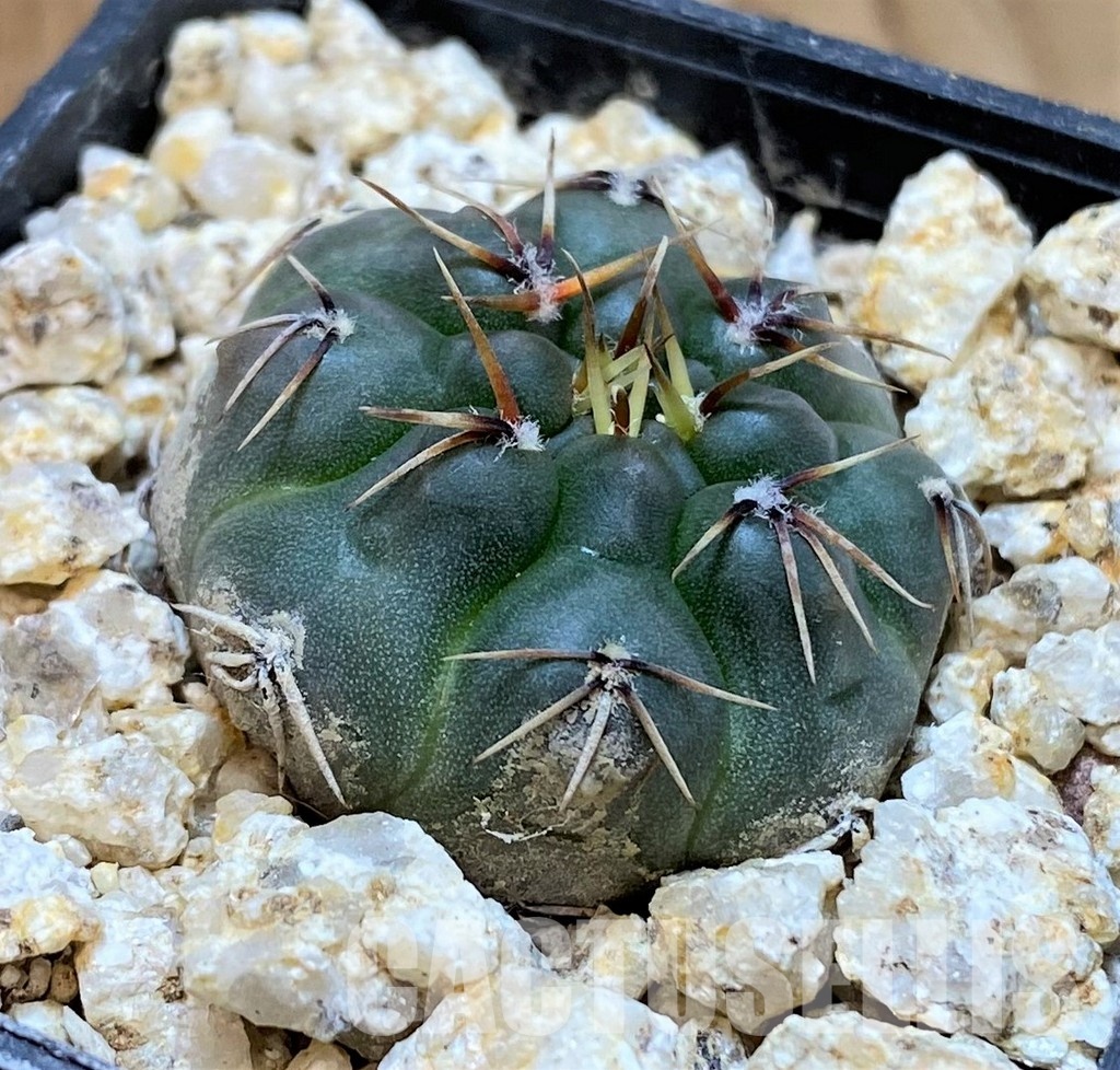 YAR32927 Gymnocalycium robustum VG345 - Image 2