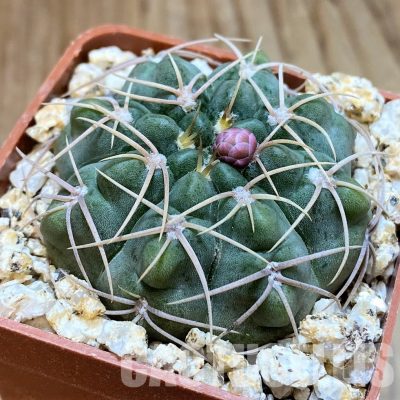 YAR32930 Gymnocalycium ritterianum VG675