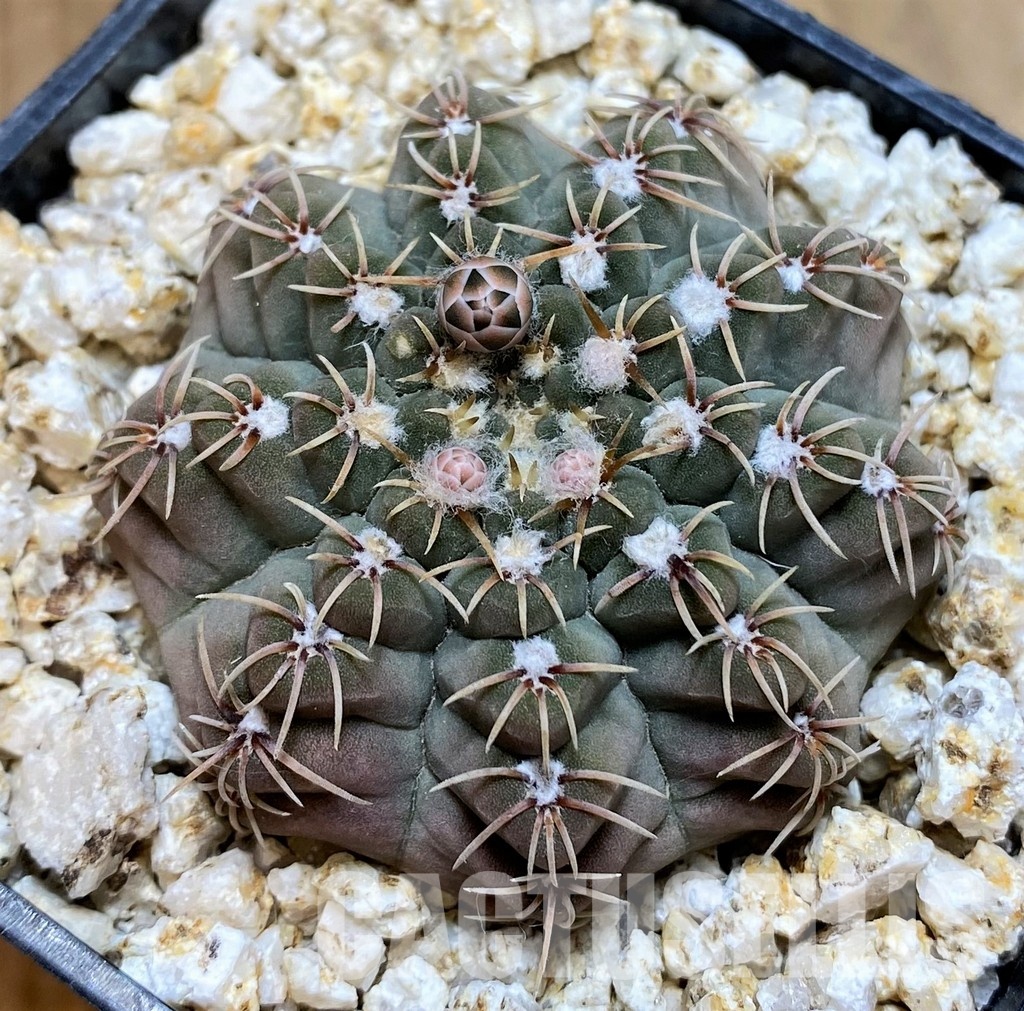YAR32933 Gymnocalycium stellatum STO88-116/171 - Image 2