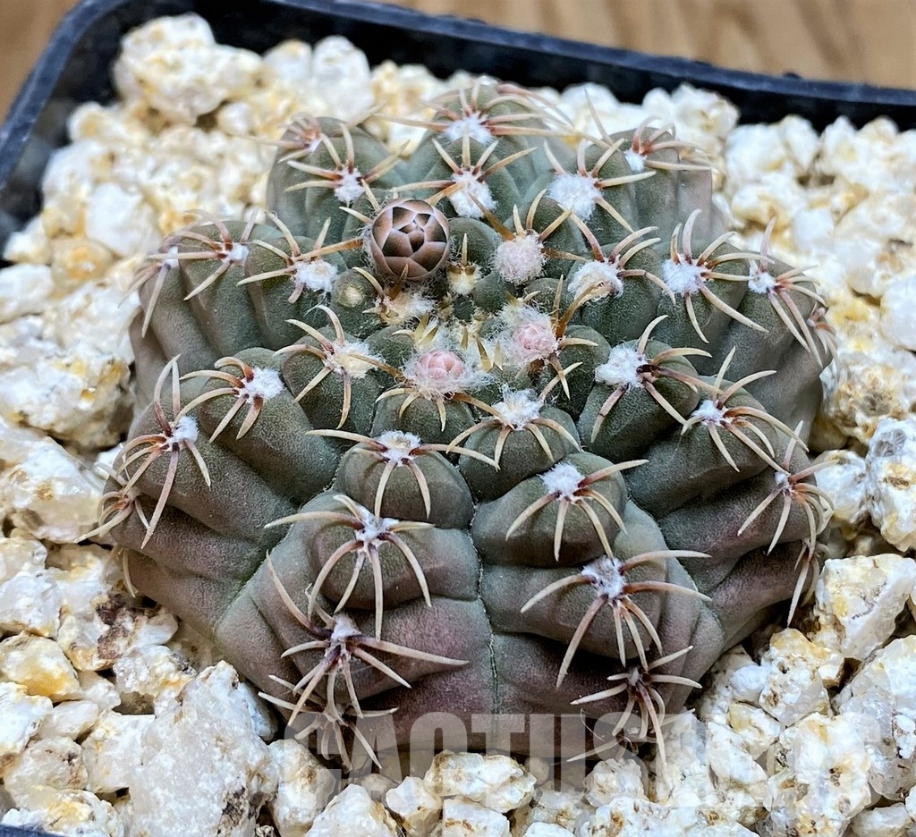 YAR32933 Gymnocalycium stellatum STO88-116/171 - Image 3