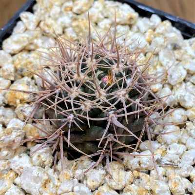 YAR32934 Gymnocalycium neuhuberi GN89-77/357