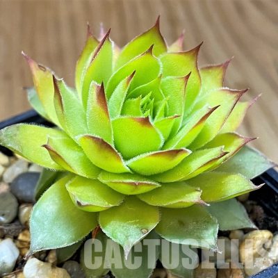 SH33315  Sempervivum chick charms ‘Gold Nugget’ (cold-resistant)