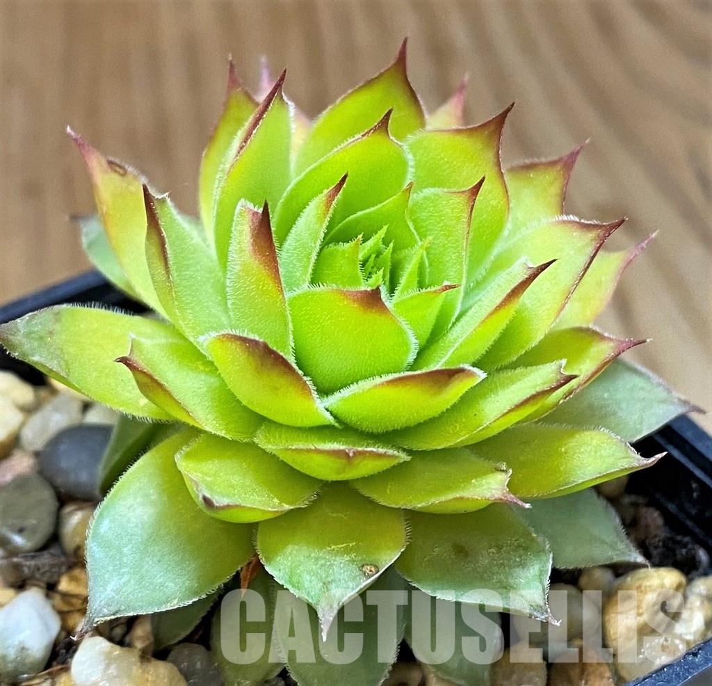 SH33315 Sempervivum chick charms ‘Gold Nugget’ (cold-resistant)