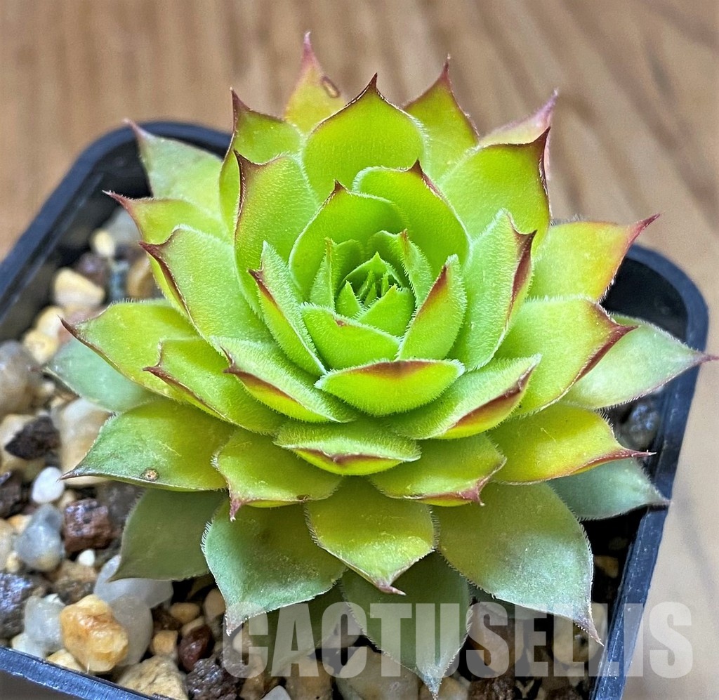 SH33315 Sempervivum chick charms ‘Gold Nugget’ (cold-resistant) - Image 2