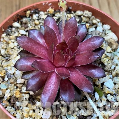 SH33312 Sempervivum Dr. Fritz Köhlein (cold-resistant)