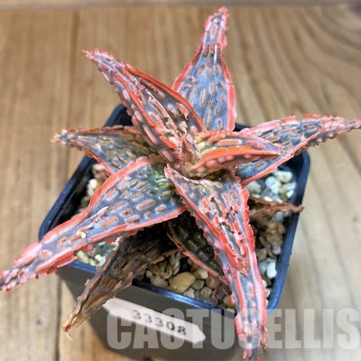 SH33308 Aloe TCT hybrid