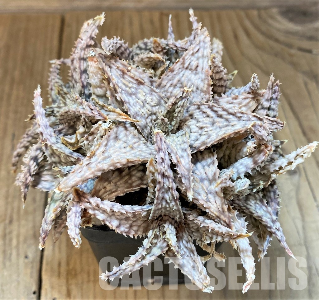 SH33307 Aloe hybrid