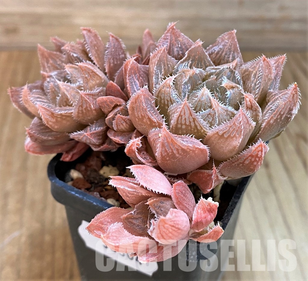 SH33304 Haworthia pygmaea x cooperi - Image 3
