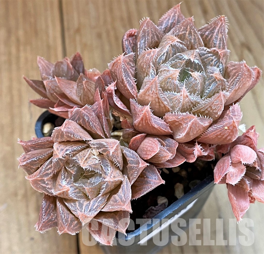 SH33304 Haworthia pygmaea x cooperi - Image 2